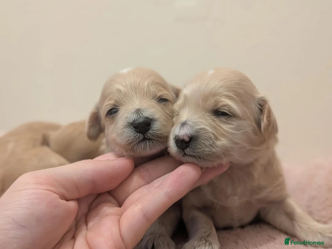 Maltipoo dogs for sale: F1 Apricot & Cream Maltipoo Puppies - Advert 2