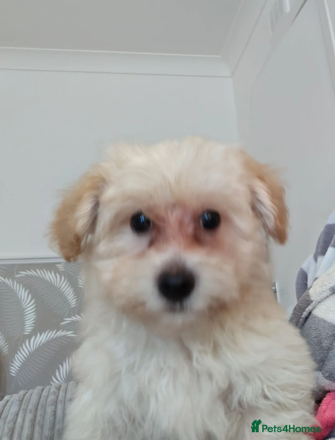 Maltipoo dogs for sale: Maltipoo puppy - Advert 2