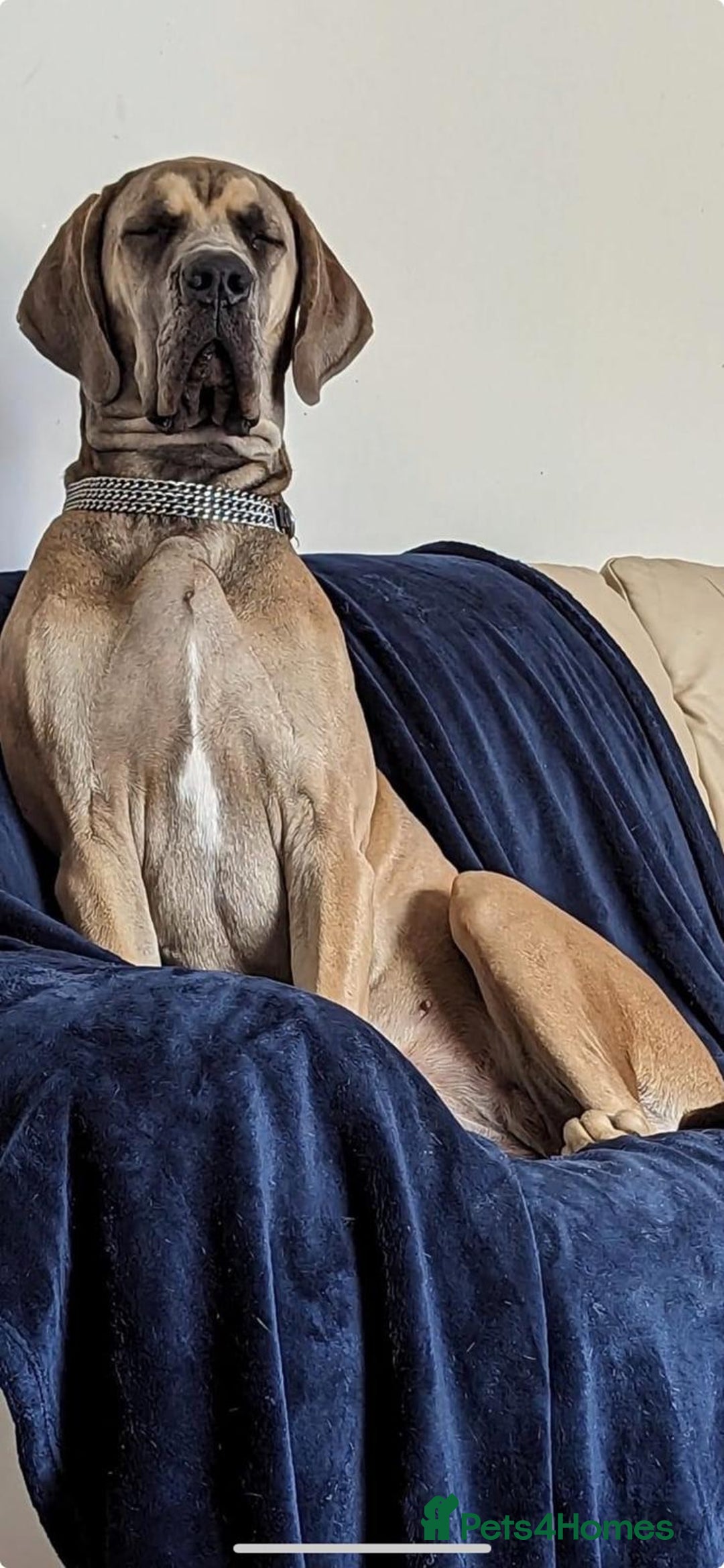 Great Dane dogs for sale: 2 beautiful black Great Danes - Image 10