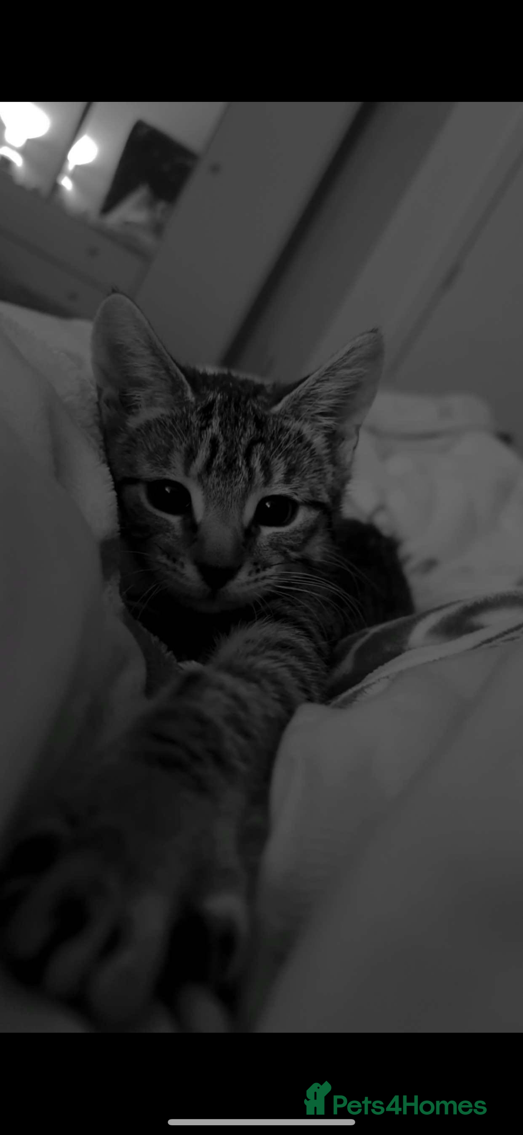 Mixed Breed cats for sale: Tabby kitten  - Image 2