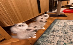 Ragdoll cats for sale: Adorable Kittens Looking for Their Forever Home - Image 14