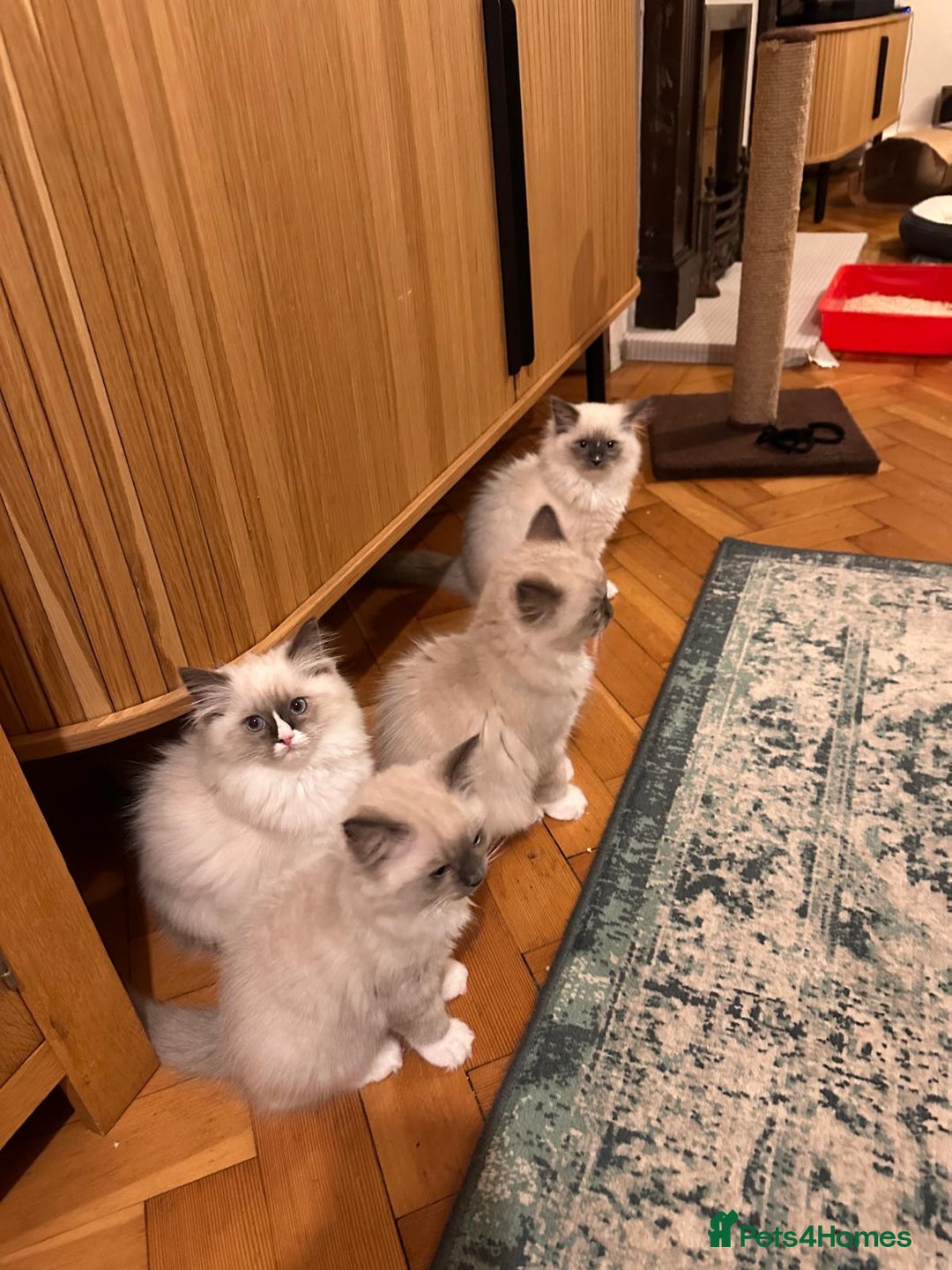 Ragdoll cats for sale: Adorable Kittens Looking for Their Forever Home - Image 14