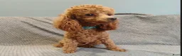 Cavapoo dogs for sale: Adorable teddy bear toy cavapoo  - Advert 35