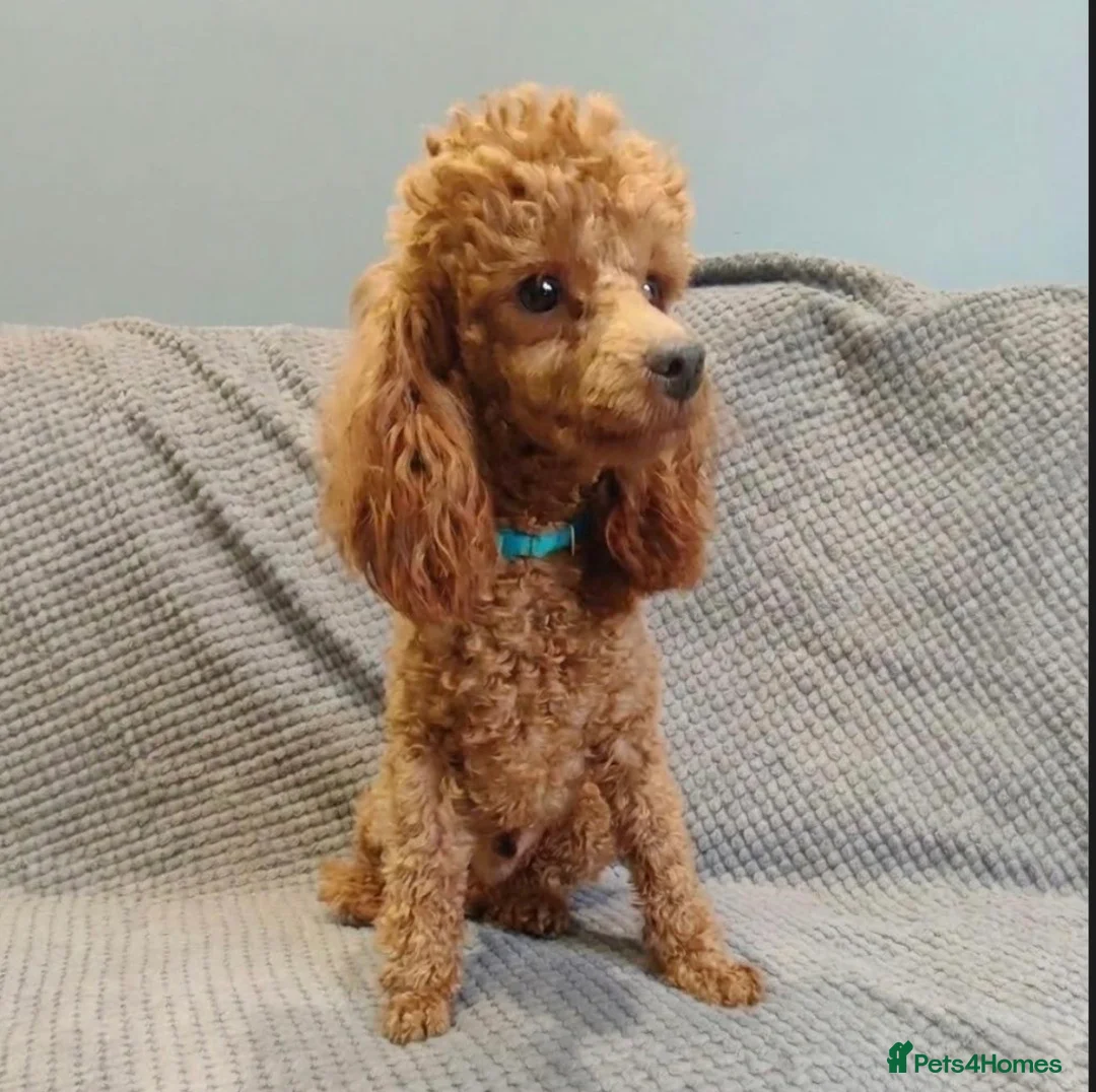 Cavapoo dogs for sale: Adorable teddy bear toy cavapoo  - Advert 35