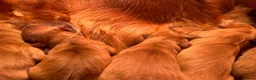 Golden Retriever dogs for sale: 🐾💛 Golden retriever puppies available 💛🐾 - Advert 3