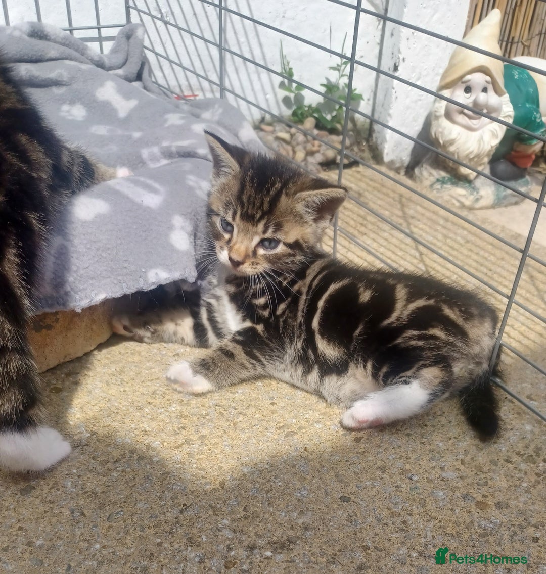 Mixed Breed cats for sale: Gorgeous Bengal x babies **READY NOW** - Image 13