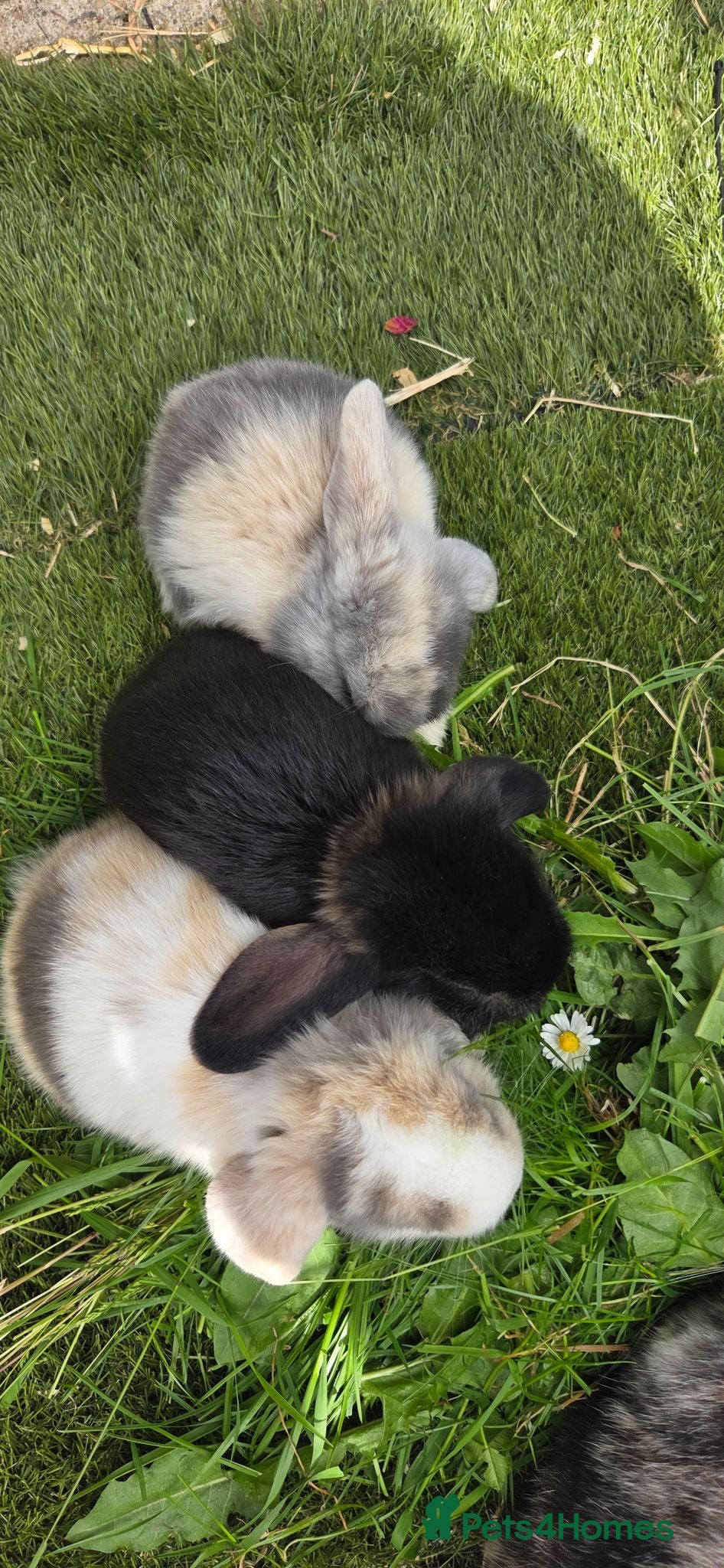 Mini Lop rabbits Two boys and two girls wait for new home - Advert 16