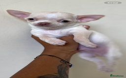 Chihuahua dogs for sale: ❤️Health tested tiny Chihuahua puppies❤️ - Image 6