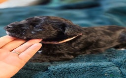 Miniature Schnauzer dogs for sale: 3 puppys left -KC - Miniature Schnauzer Puppies - Image 38