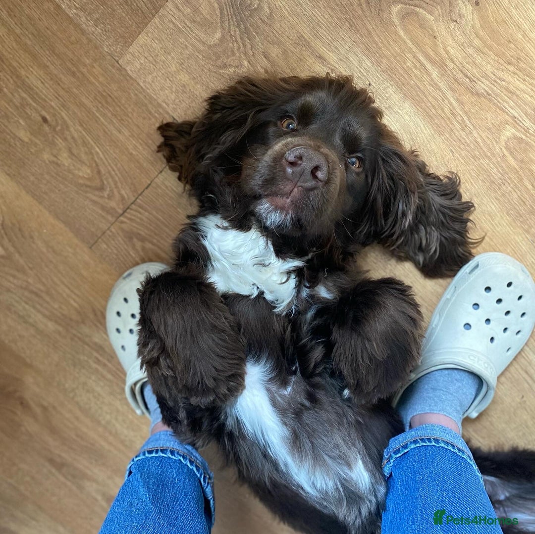 Sprocker dogs for sale: Male Chocolate  Sprocker Spaniel  - Image 14