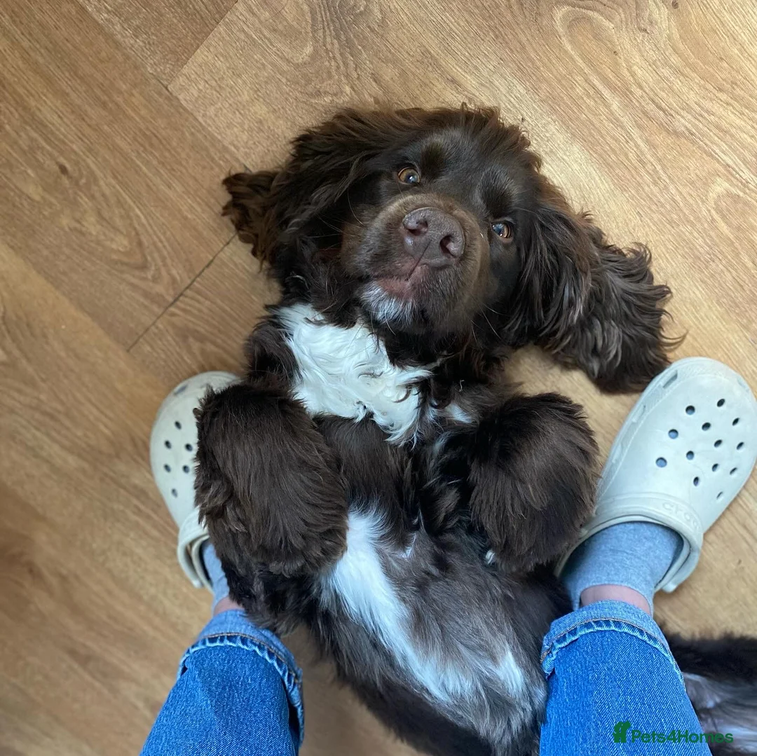 Sprocker dogs for sale: Male Chocolate  Sprocker Spaniel  - Advert 14
