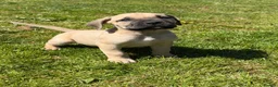 Boerboel dogs for sale: Topguard Kennels 2026 waitlist now open! - Advert 13