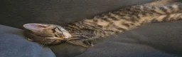 British Shorthair cats for sale: Brittish shorthair cross Bengal  - Advert 9