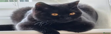 Bonnie