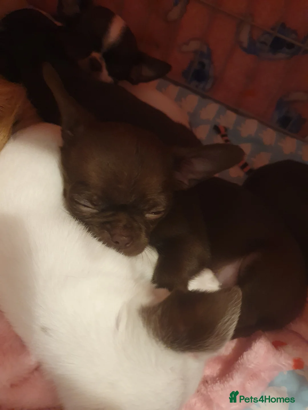 Chihuahua dogs for sale: Xx **  chihuahuas READY NOW.. - Advert 8