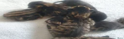 Bengal cats for sale: Bengal tabby  in Reading - Advert 18
