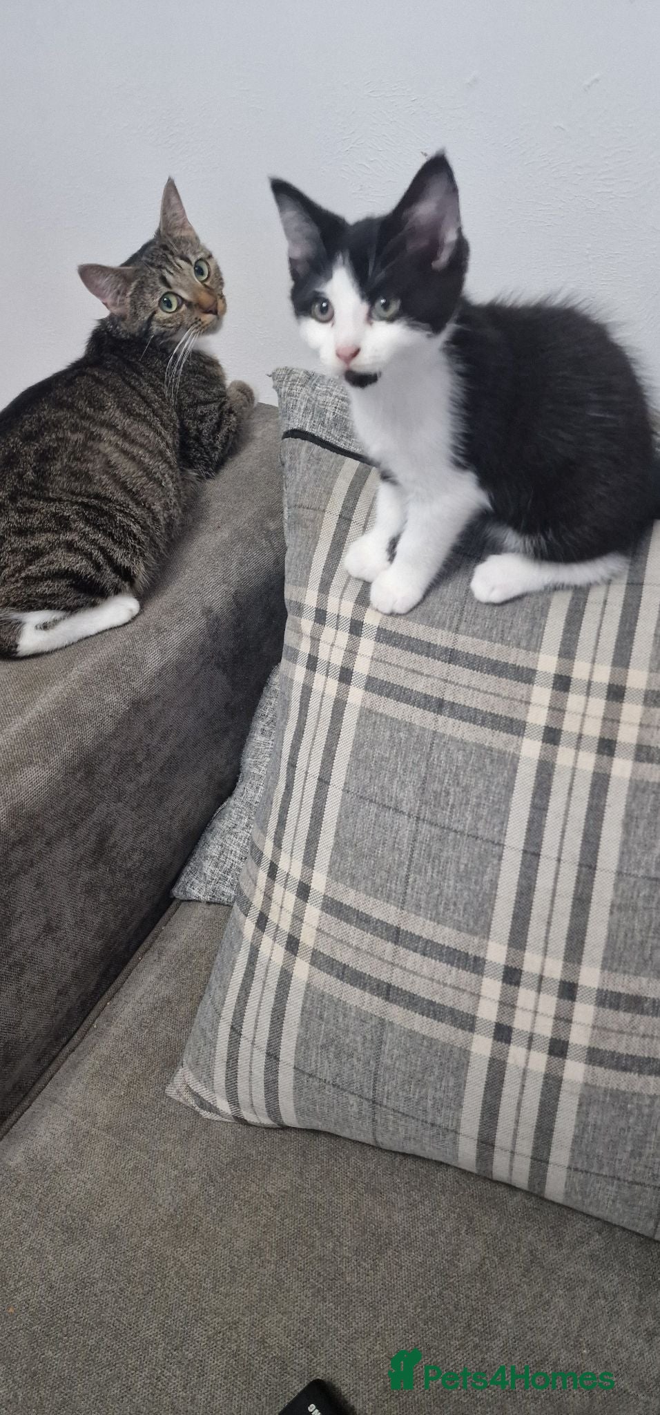Domestic Shorthair cats Male and fimale  - Advert 2