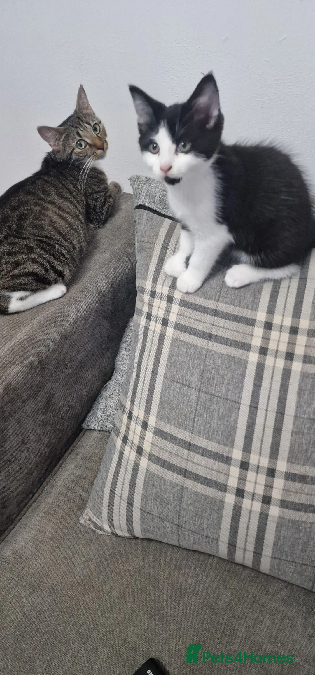 Domestic Shorthair cats for sale: Male and fimale  - Advert 1