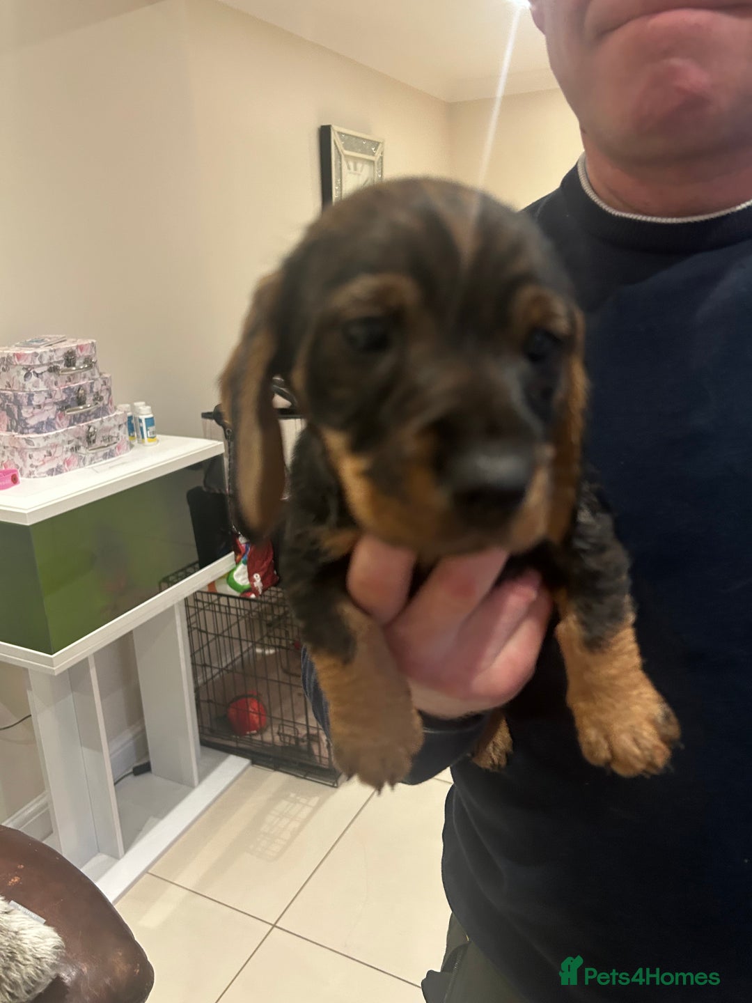 Dachshund dogs for sale: Litter of 3 wired haired daushaund tackles  - Advert 3