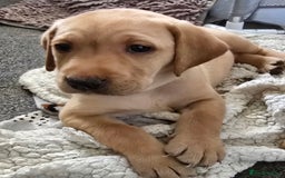 Labrador Retriever dogs for sale: Gorgeous Labrador Puppies 🐶  - Image 2