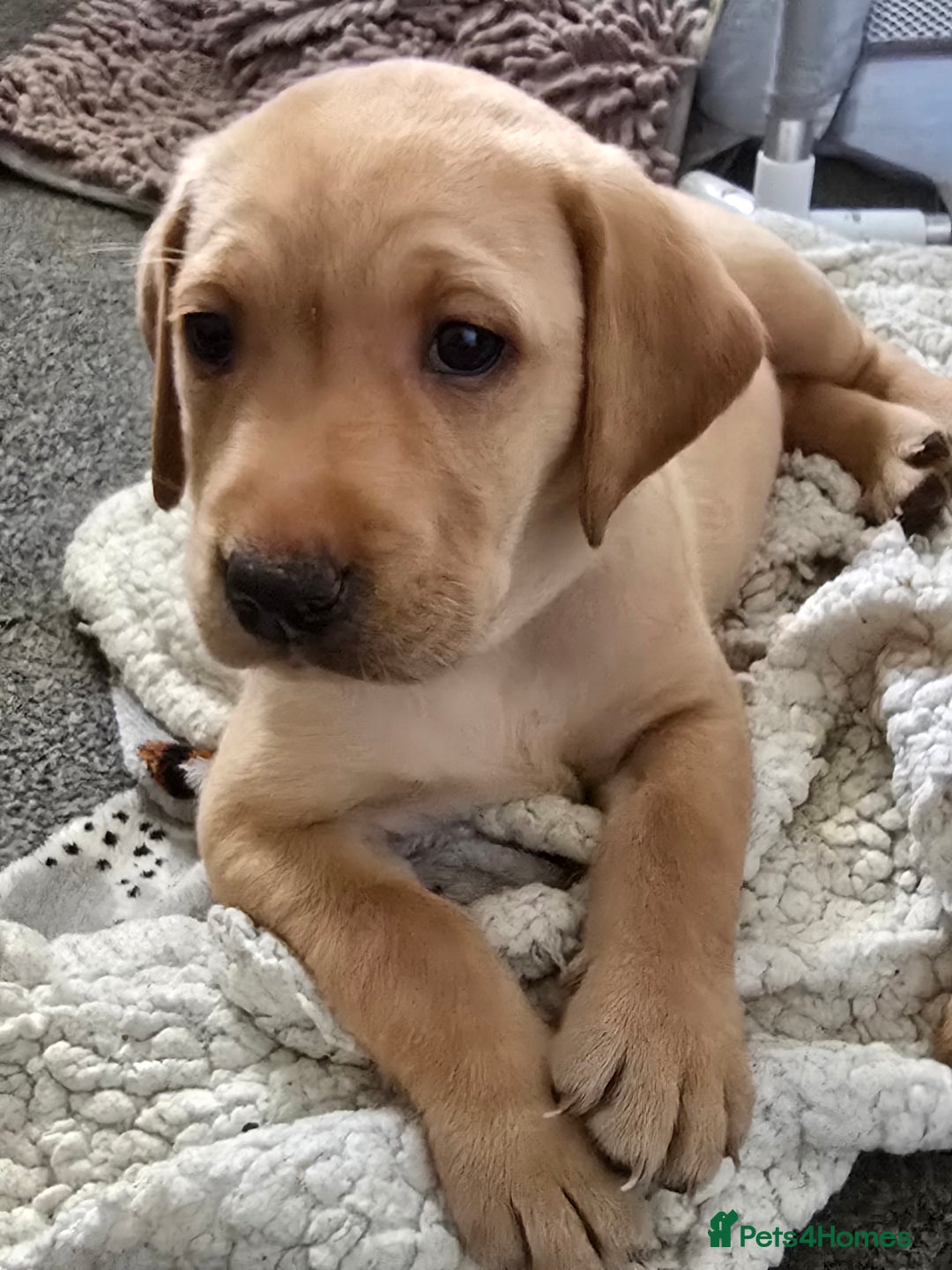 Labrador Retriever dogs for sale: Gorgeous Labrador Puppies 🐶  - Image 2