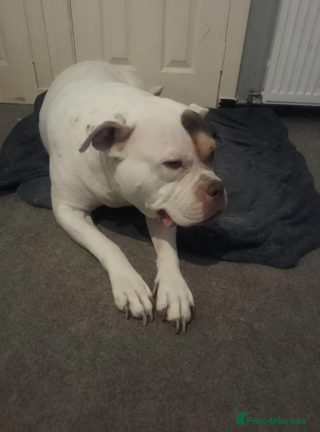 Old Tyme Bulldog dogs for sale: Rudi  in Cumnock - Advert 2