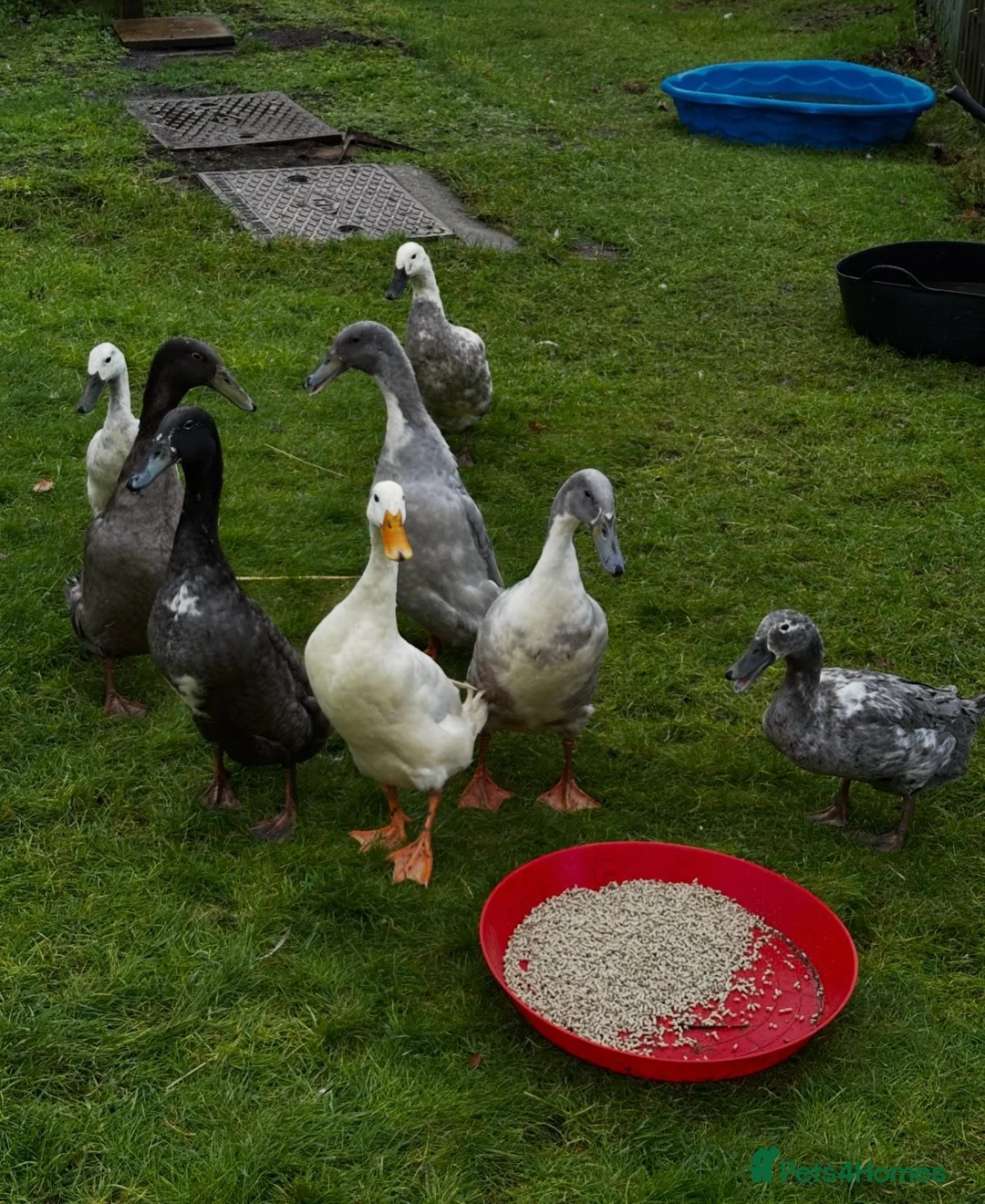 Ducks poultry for sale: Pet Runner Ducks looking for a forever home - Advert 2
