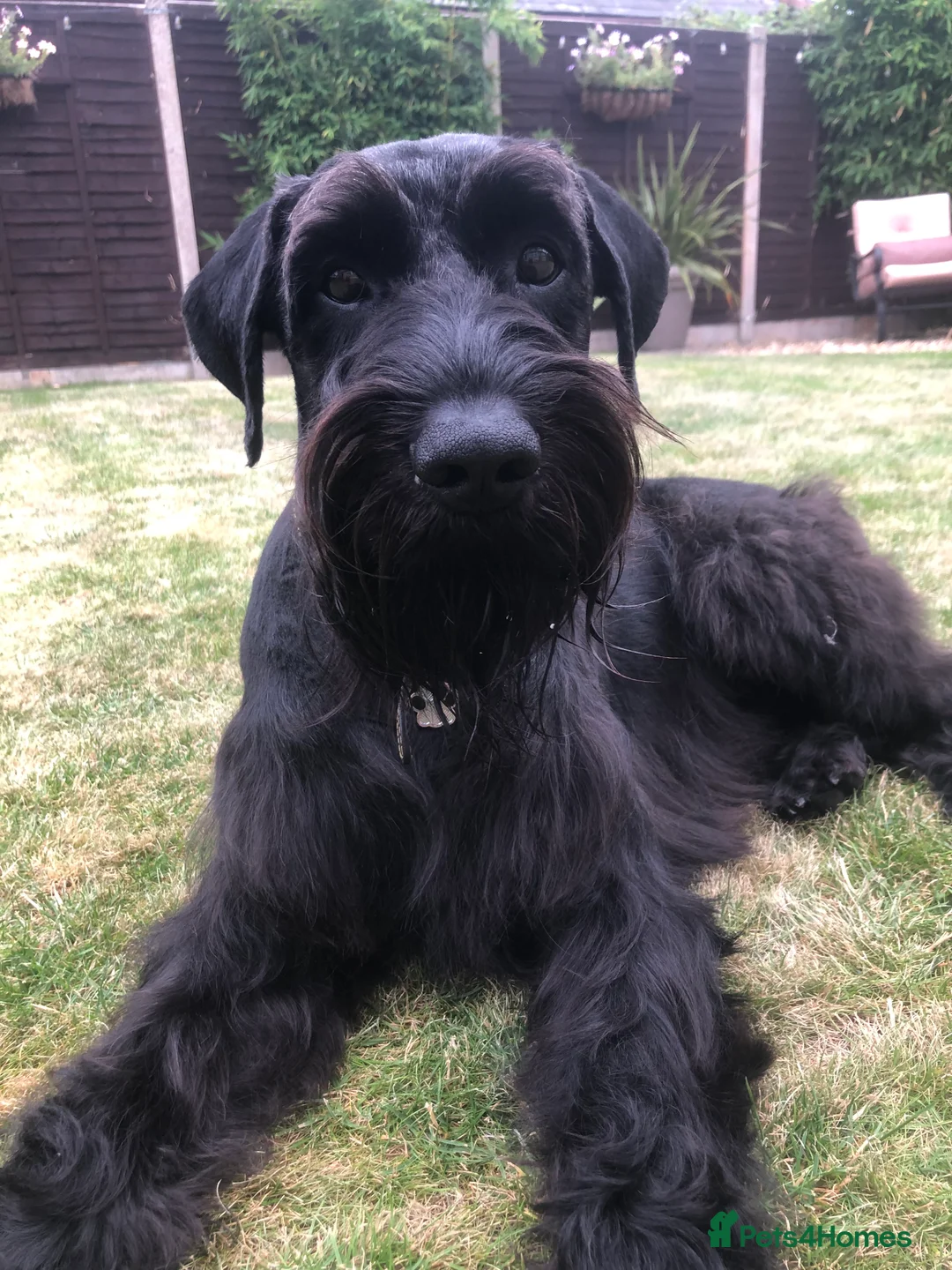 Schnauzer dogs for sale: Standard schnauzer aged 2 1/2 Boy  - Advert 1