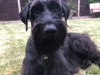 Schnauzer dogs Standard schnauzer aged 2 1/2 Boy - Advert 1