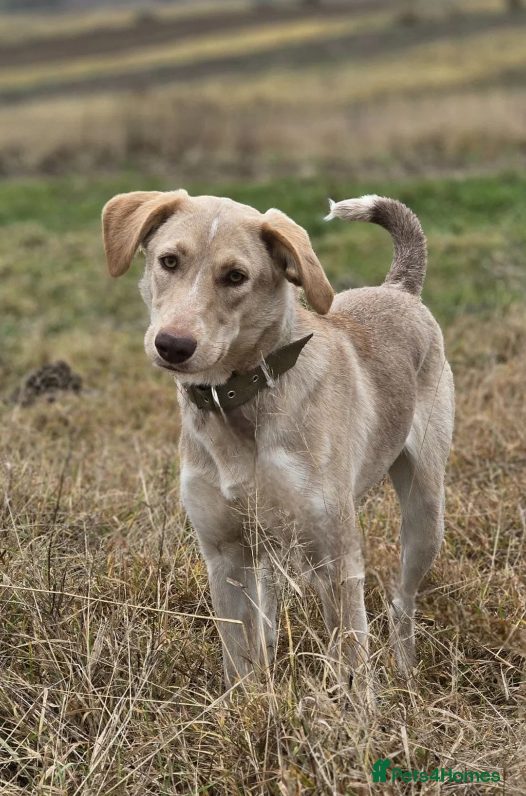 Mixed Breed dogs for adoption: URGENT: ❤️Jena❤️- amazing a 1 year old girl - Advert 2