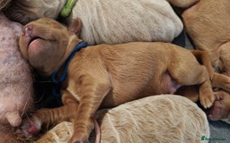 Mixed Breed dogs for sale: ✨2 Health Tested Australian Labradoodles ✨ - Image 8
