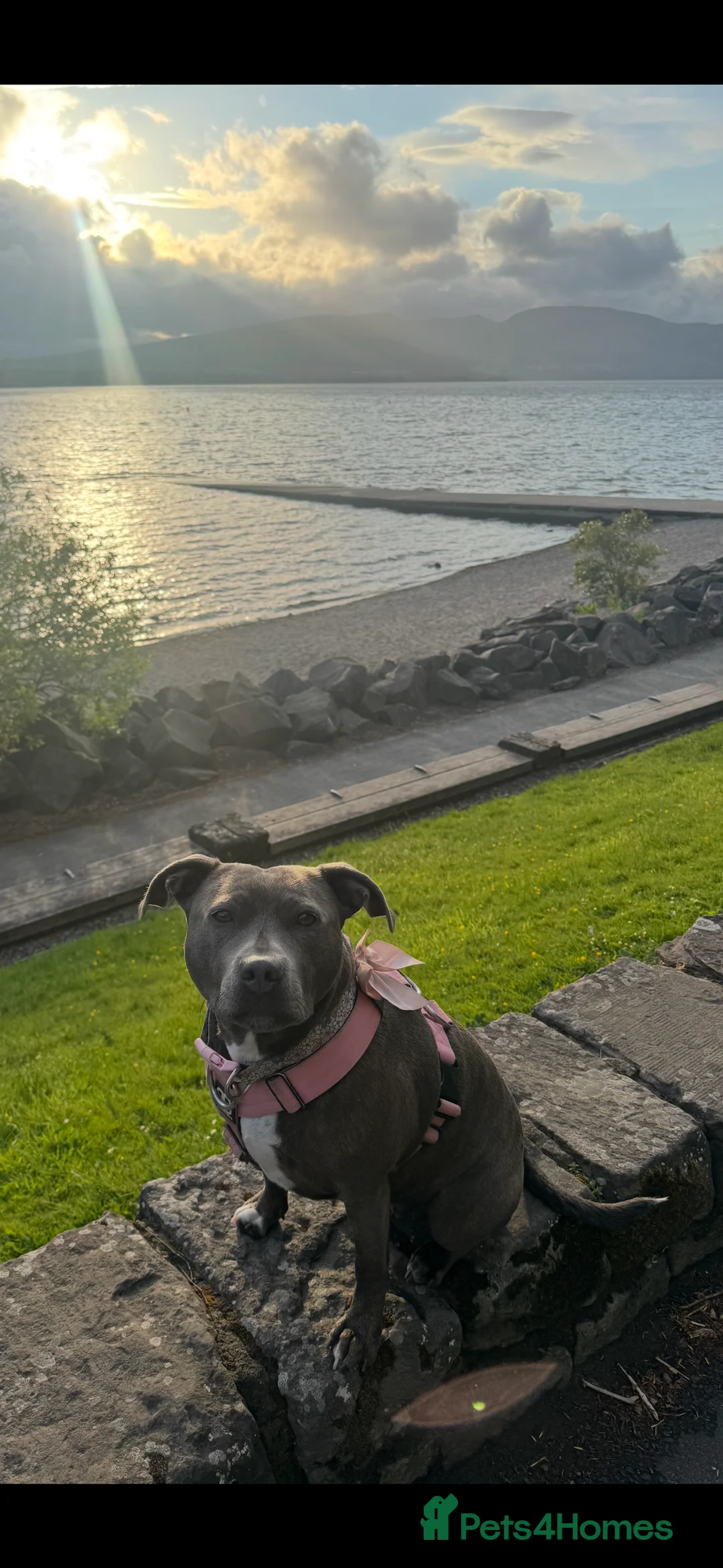 Staffordshire Bull Terrier dogs for sale: Stunning pure blue staffy pups 💙🩷 - Advert 17