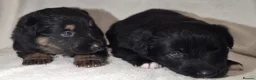 Mixed Breed dogs for sale: Shollie Puppies for Sale - Advert 10