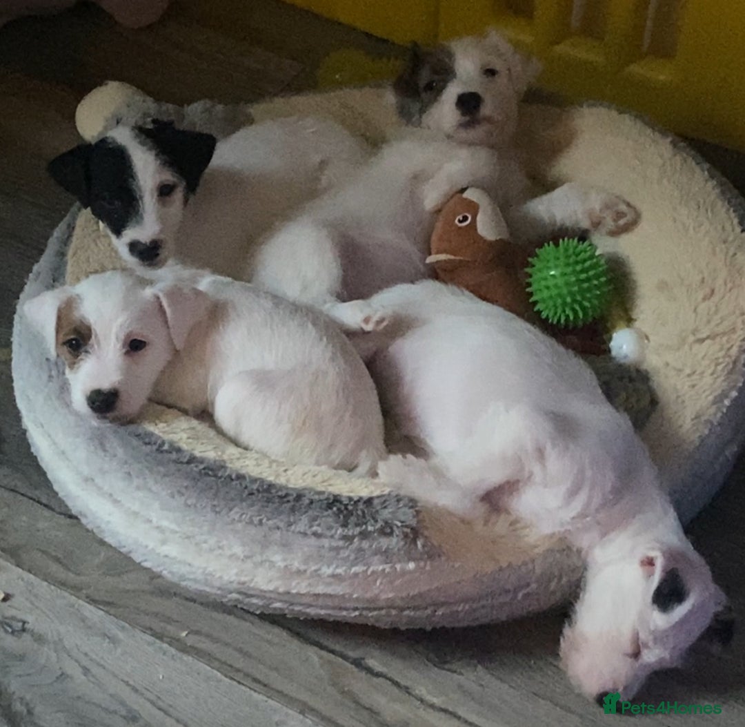 Parson Russell dogs for sale: Kc Champion Bred Parson Pups Crufts winning lines  - Advert 7