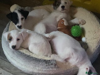 Parson Russell dogs Kc Champion Bred Parson Pups Crufts winning lines - Advert 2