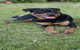 Rottweiler dogs for sale: A well Trained, One-Year-Old Female Rottweiler - Image 2