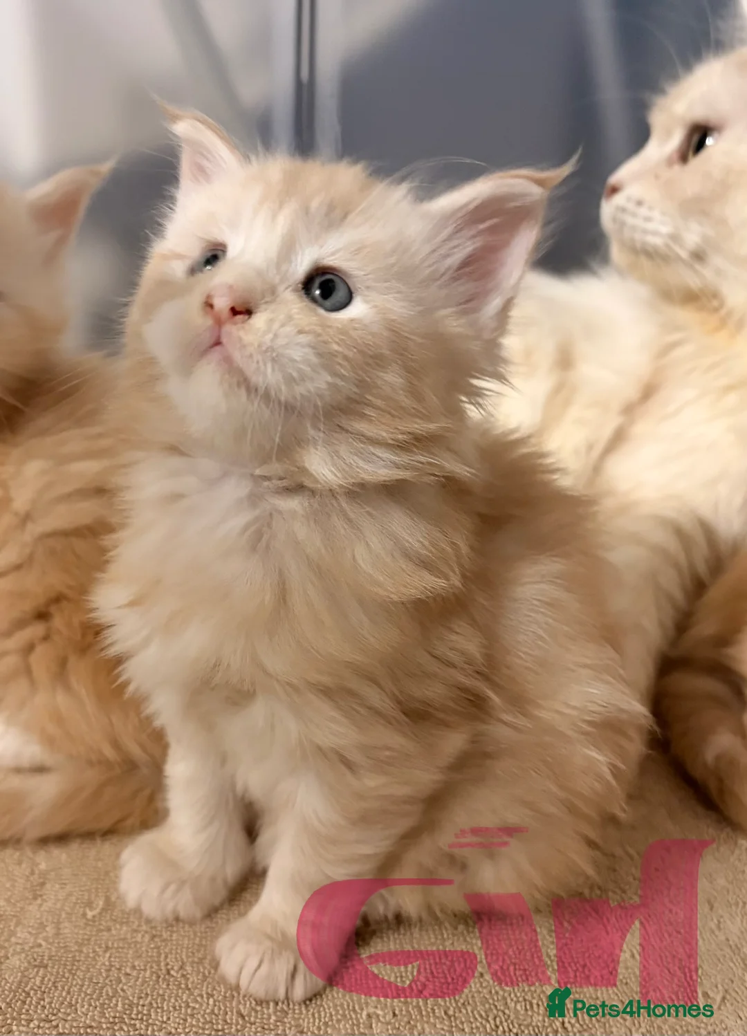 Maine Coon cats for sale: Amazing light babies great pedigree - Advert 10