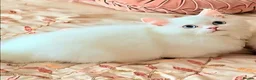 Munchkin cats for sale: 'Rughugger'Minuet kittens - Advert 5