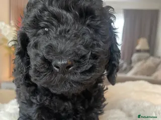 Miniature Poodle dogs Miniature Poodle DNA tested parents - Advert 4