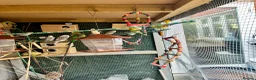 Budgerigars birds for sale: Colourful Budgies – Males & Females – £35 Each in Chelmsford - Advert 9