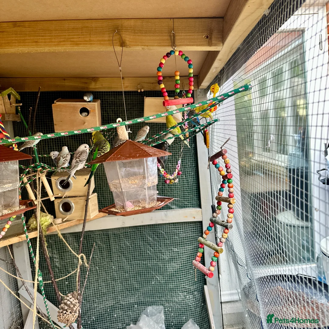 Budgerigars birds for sale: Colourful Budgies – Males & Females – £35 Each in Chelmsford - Advert 9