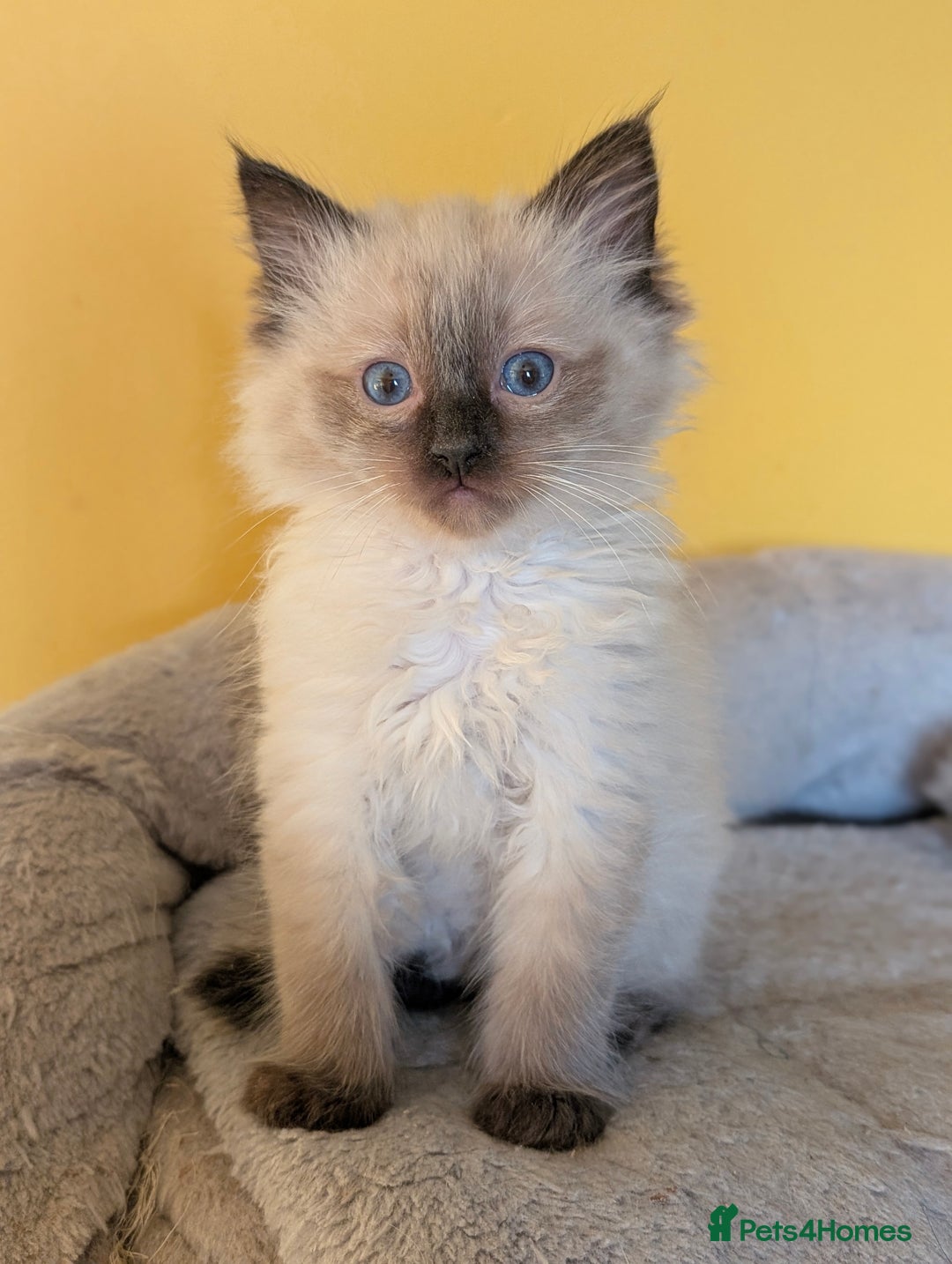 Ragdoll cats for sale: Gorgeous Ragdoll Kittens  - Advert 12