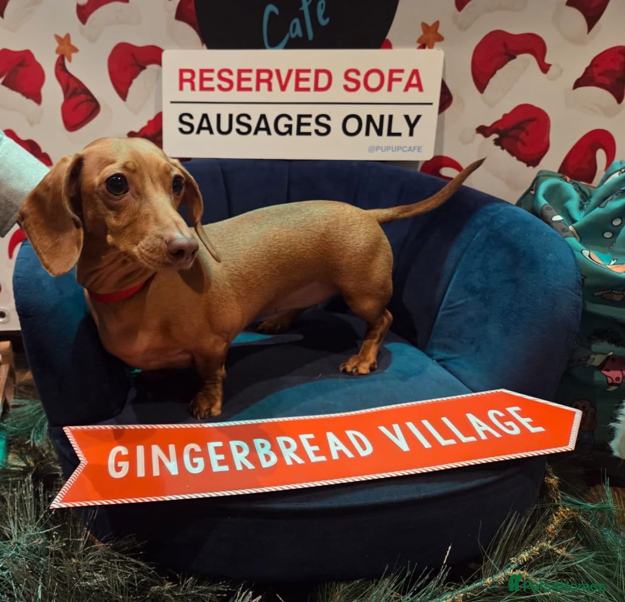 Miniature Dachshund dogs KC Mini Dachshund Puppies - Stunning - Advert 1