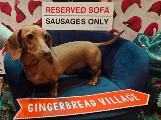 Miniature Dachshund dogs KC Mini Dachshund Puppies - Stunning - Advert 1