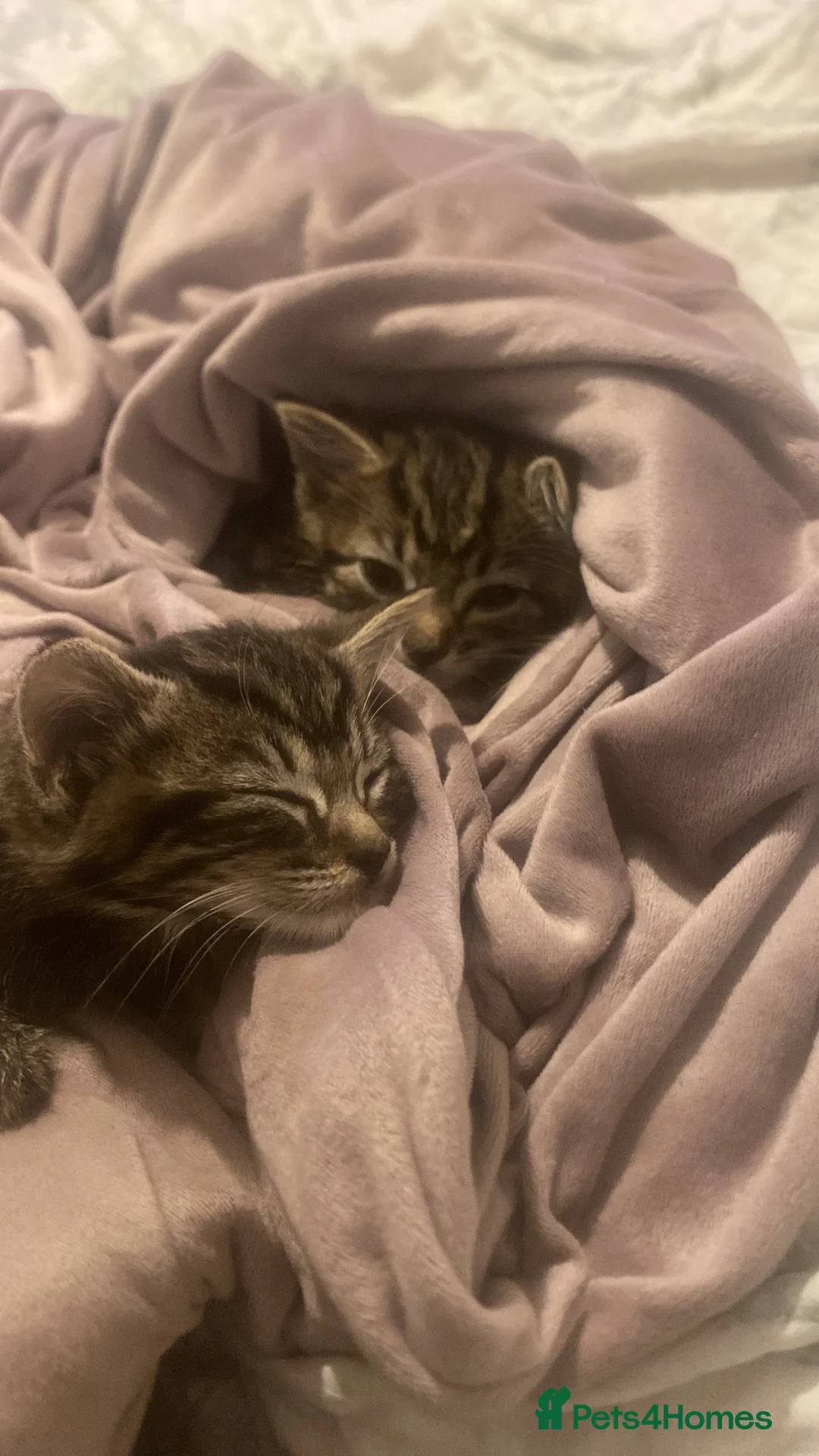 Mixed Breed cats for sale: Tabby kittens - Advert 1