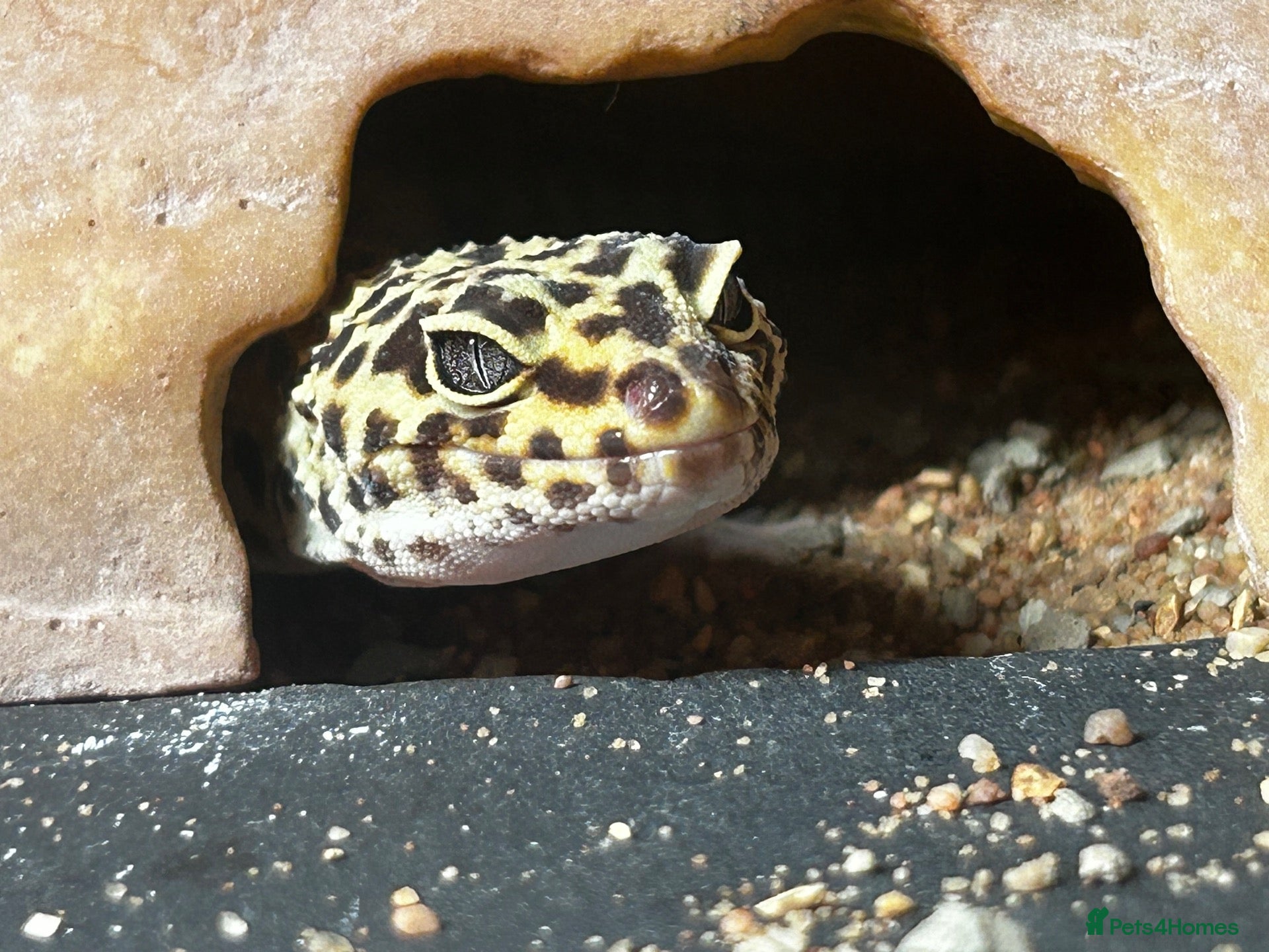 Gecko reptiles Leopard gecko and set up  - Advert 18