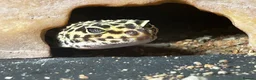 Gecko reptiles for sale: Leopard gecko and set up  - Advert 1