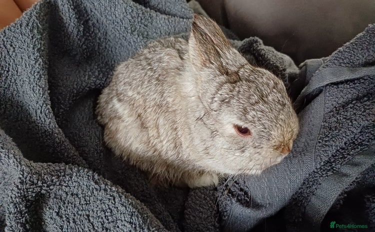 Netherland Dwarf rabbits - Advert 11
