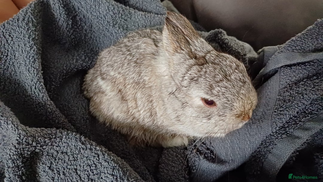 Netherland Dwarf rabbits for sale: Netherland dwarf doe black self and buck choc chin - Image 1