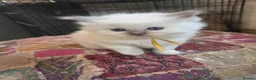 Ragdoll cats for sale: *1 Girl left * - Advert 4